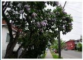LILACS